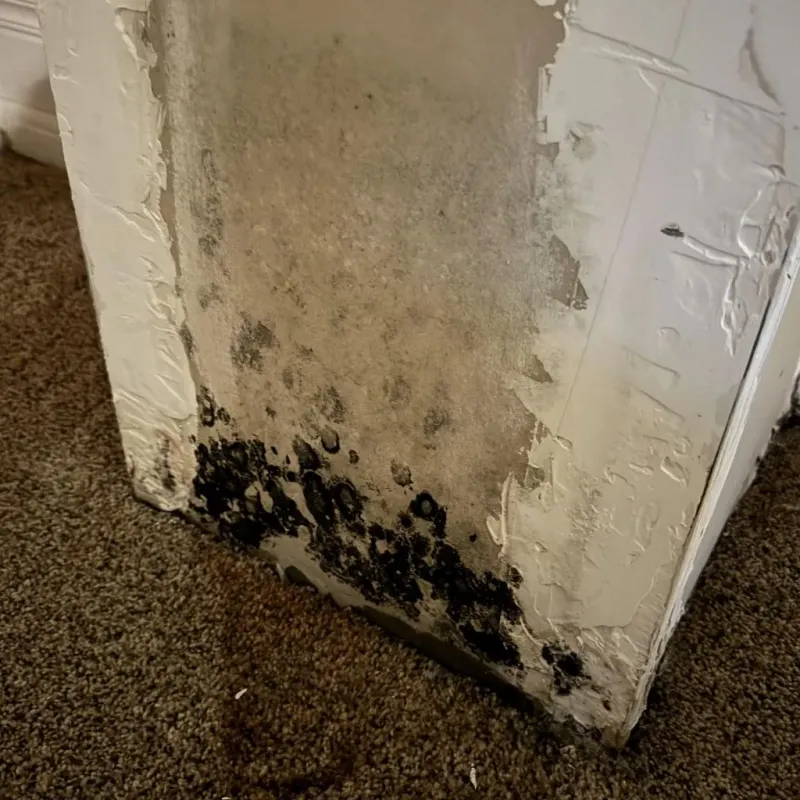 Professional Mold Removal in Bedford, IN